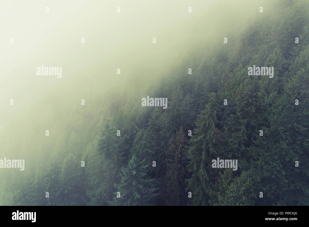 Misty forest scene with fog over pine trees Stock Photo - Alamy