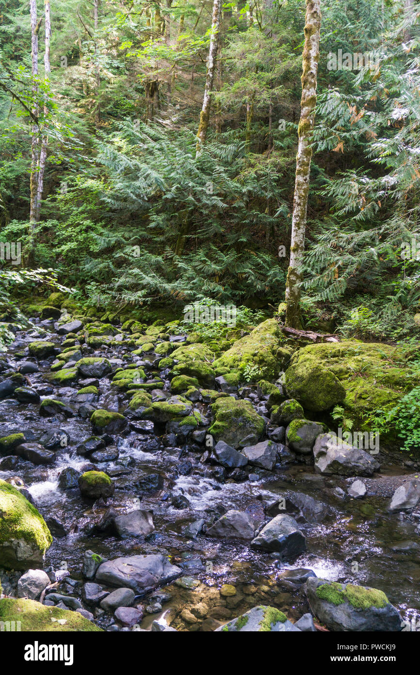 River in Olympic National Forest, Washington State, USA Stock Photo