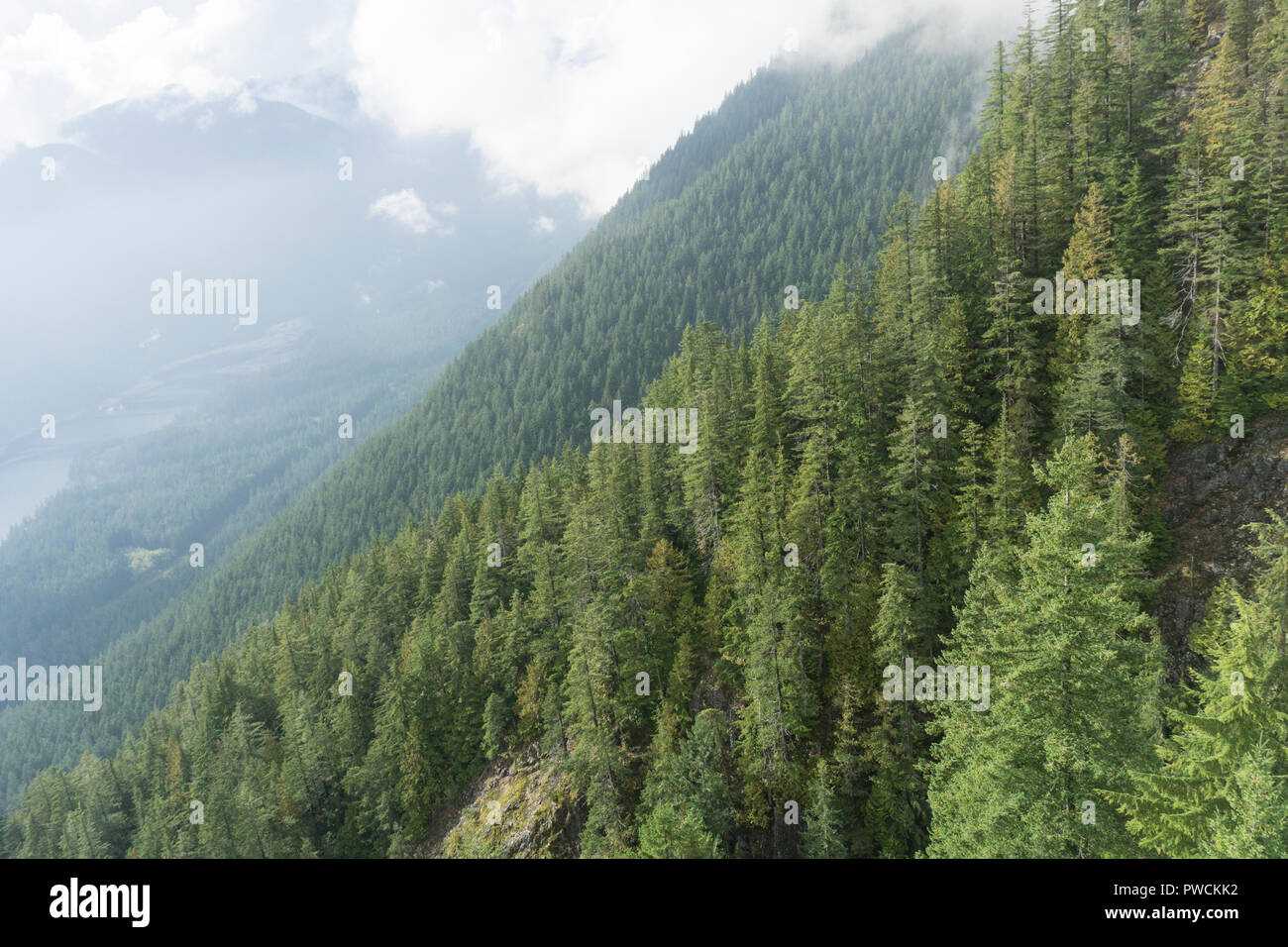 Misty forest scene with fog over pine trees Stock Photo - Alamy