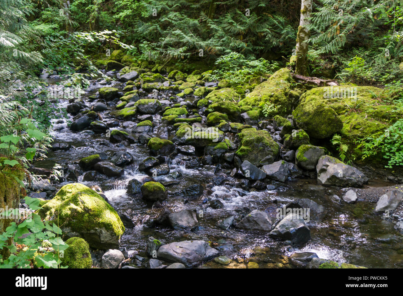 River in Olympic National Forest, Washington State, USA Stock Photo