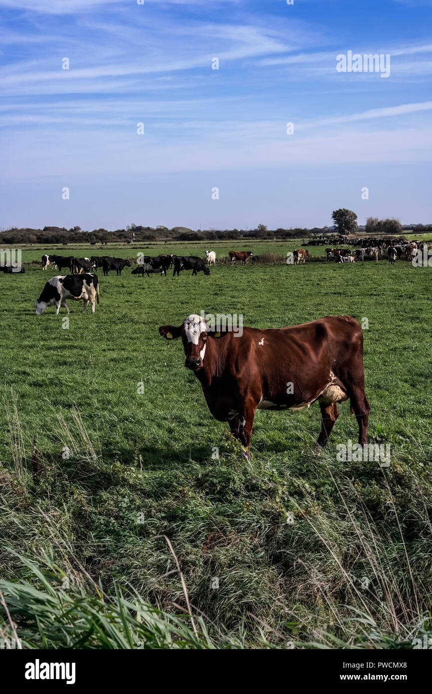 Cows on field Stock Photo - Alamy