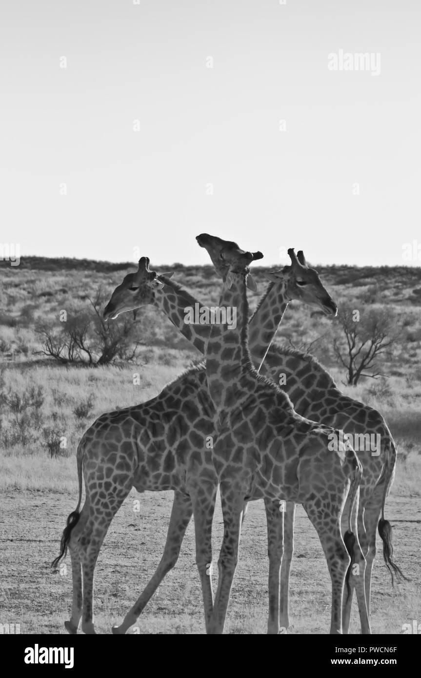 Giraffes Black and White Stock Photos & Images Alamy