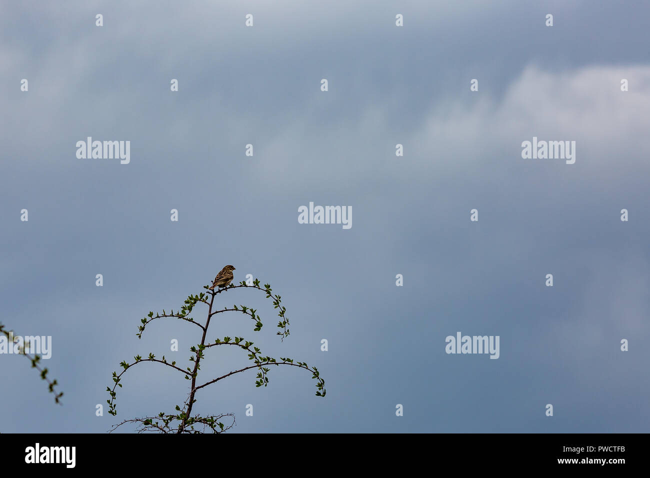 Portrait of a small brown sparrow resting on a tiny branch with green leaves. Cloudy moody blue sky in the background Stock Photo