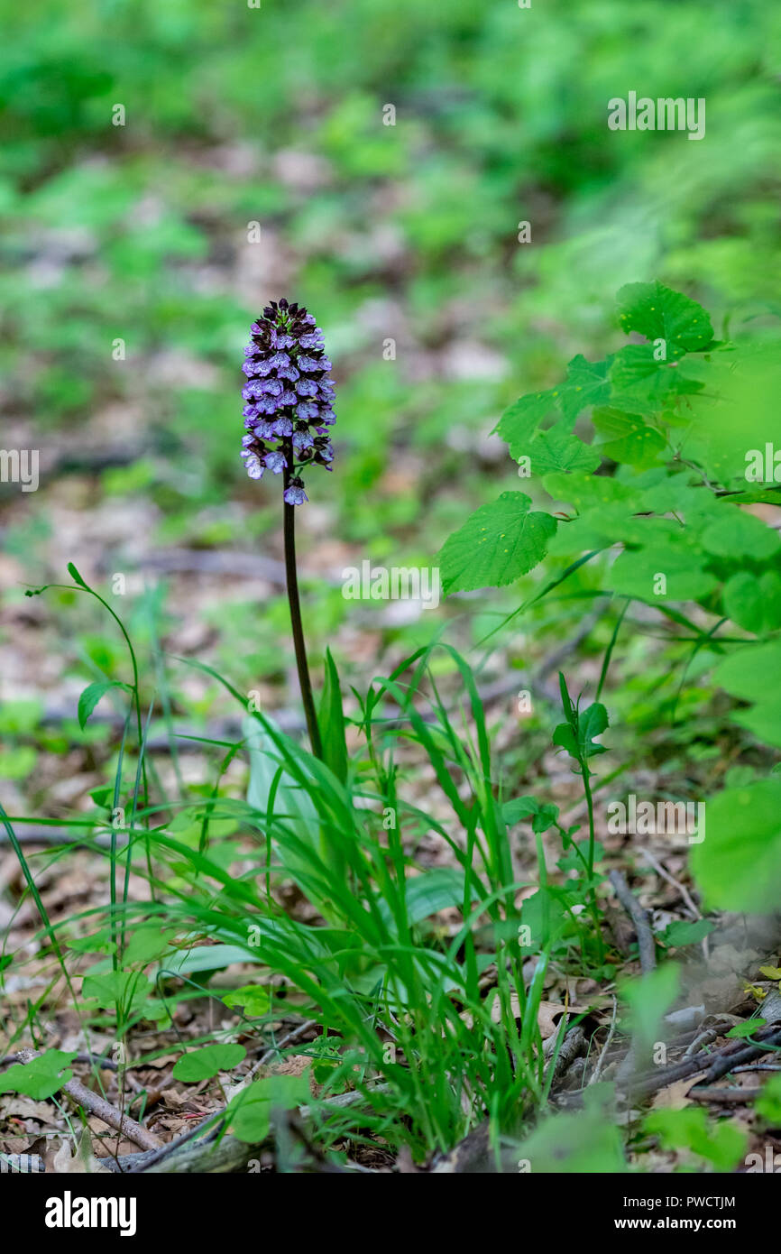 Dactylorhiza majalis, also known as western marsh orchid, broad-leaved marsh orchid, fan orchid, common marsh orchid, growing in forest in Rhodope Mou Stock Photo