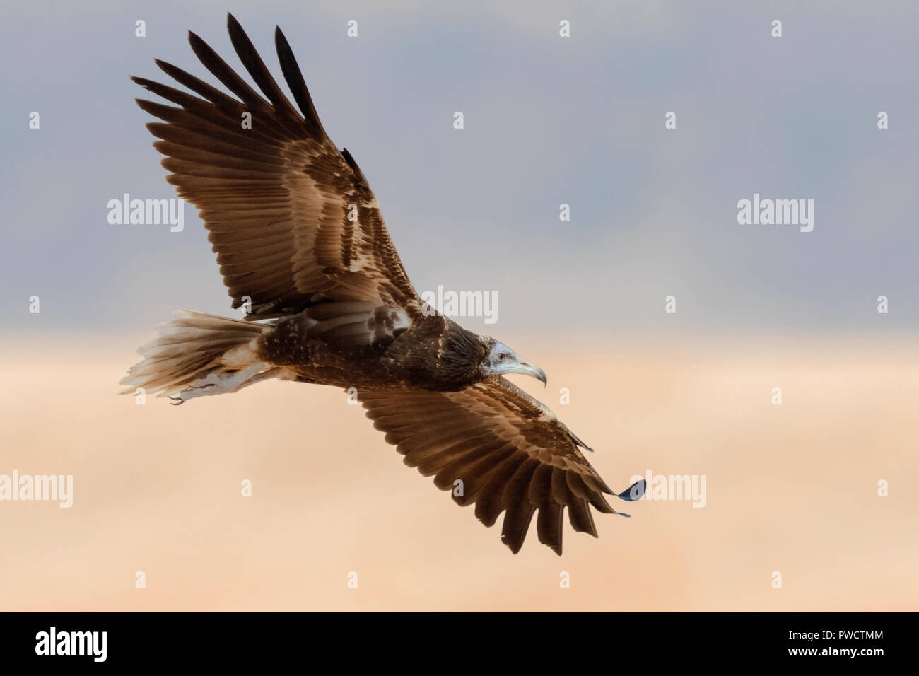 Juvenile vulture hires stock photography and images Alamy