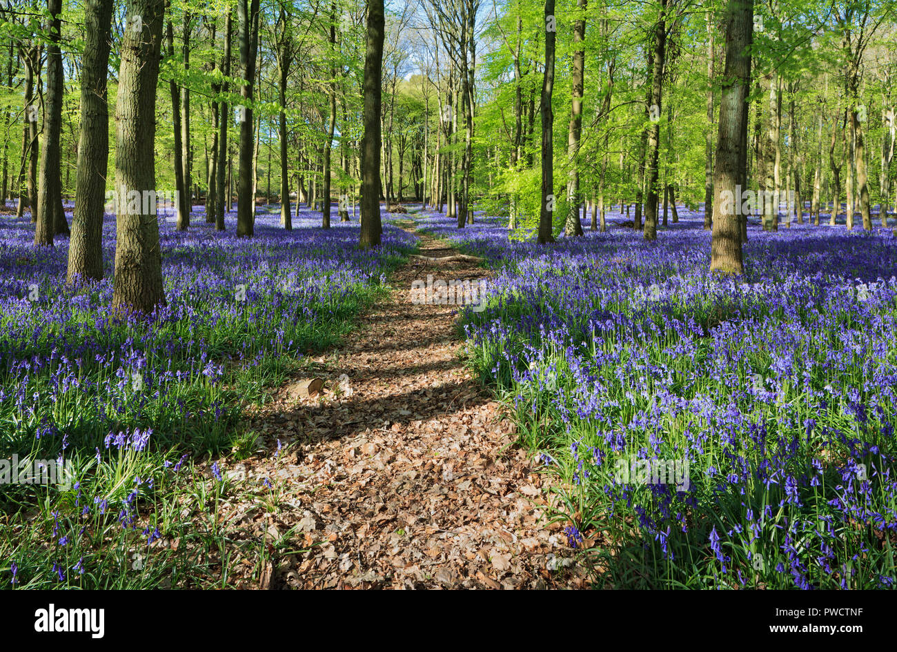 Glorious Bluebells in Dockey Wood, Ashridge, Hertfordshire Stock Photo