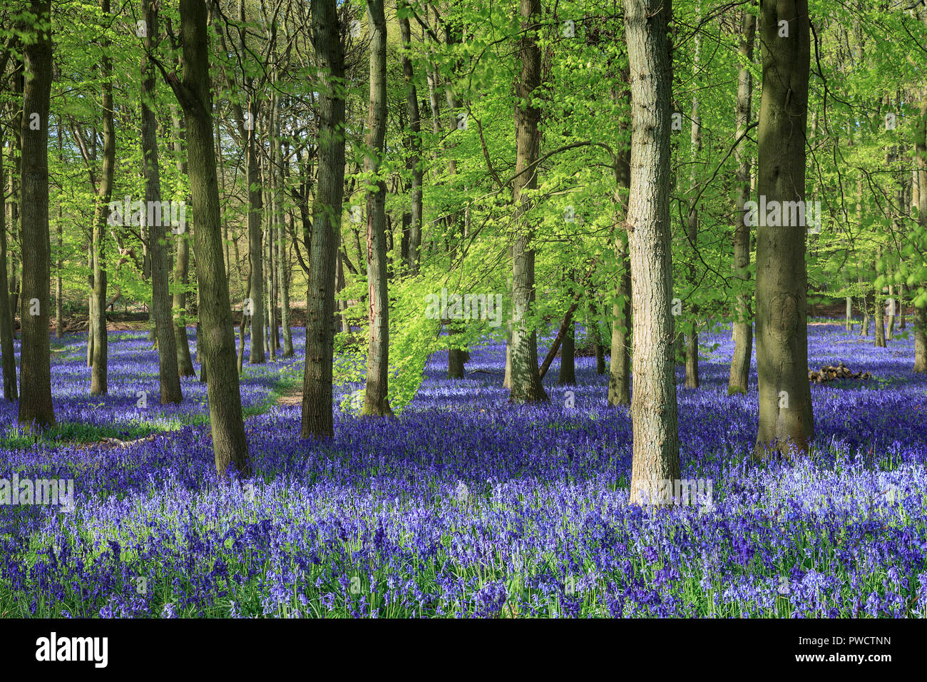 Glorious Bluebells in Dockey Wood, Ashridge, Hertfordshire Stock Photo