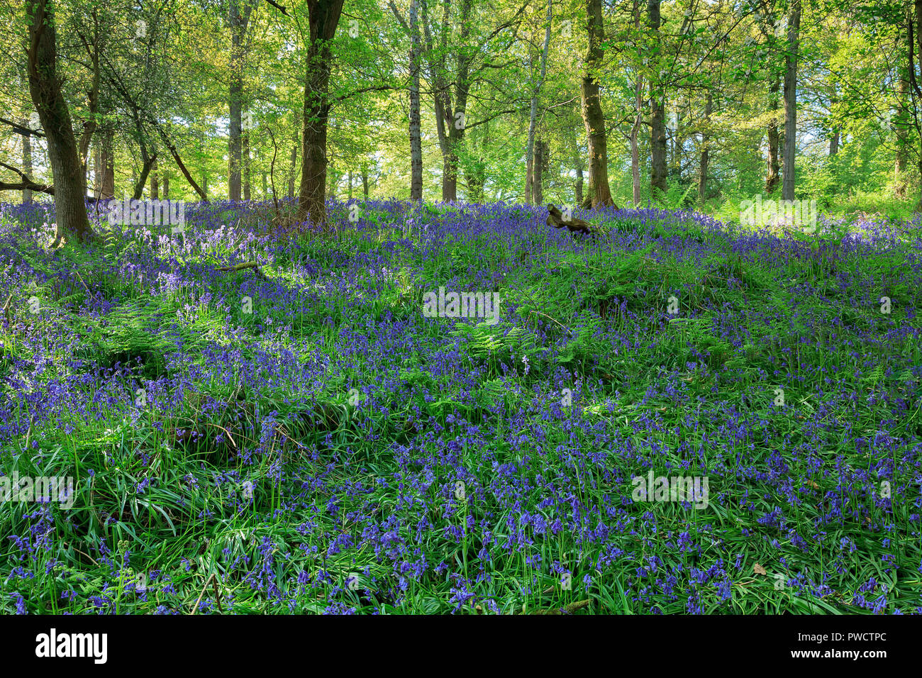 Glorious, Bluebells at Coldwaltham Park, West Sussex Stock Photo
