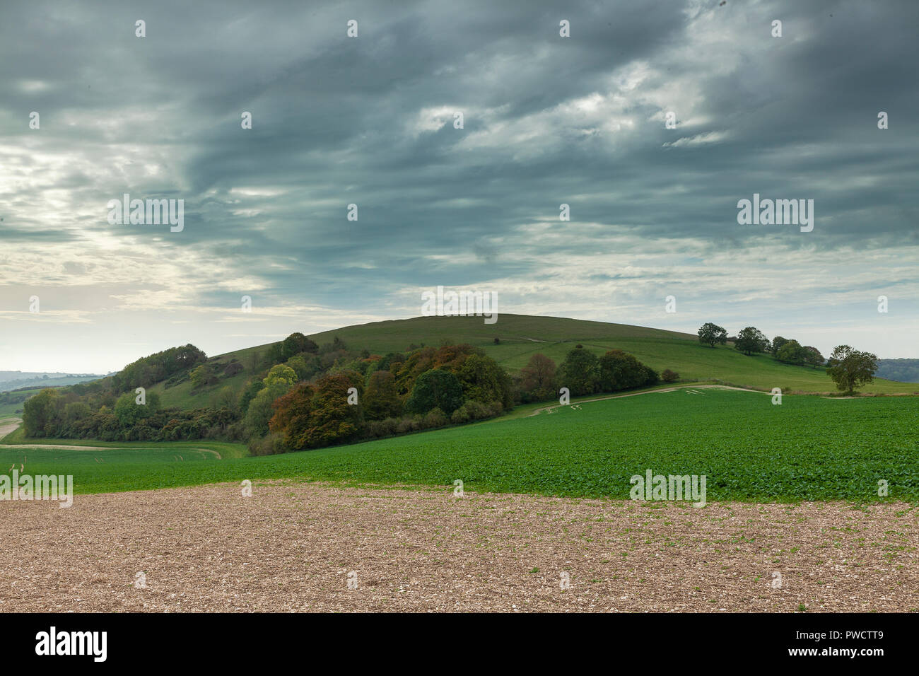 Harrow Hill, near Patching, is an Archaeological site which lies in the chalk hills of West Sussex Stock Photo