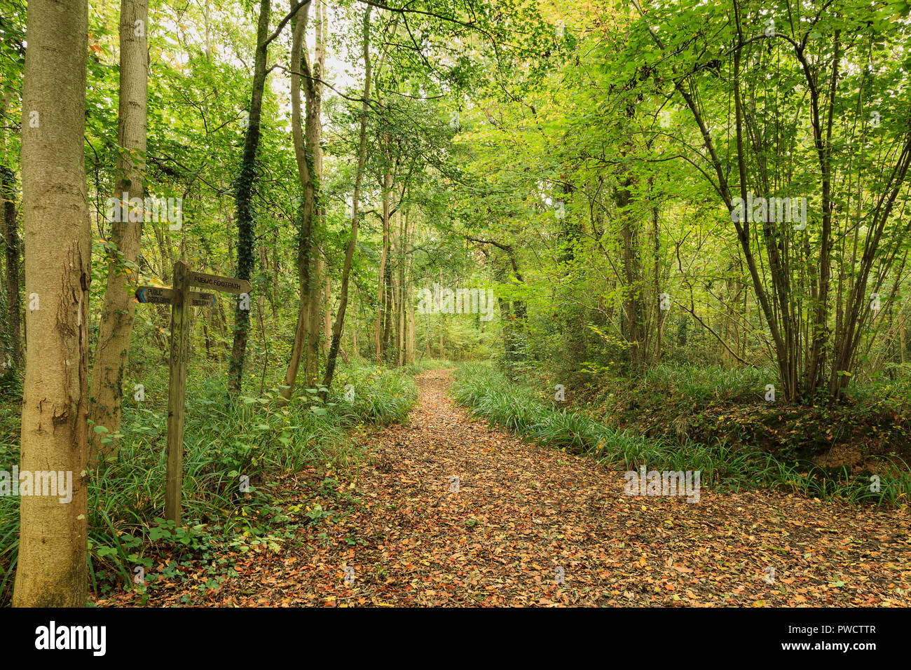 Binsted Woods, an ancient wood of wandering footpaths and bridle way, near the village of Binsted West Sussex. Stock Photo