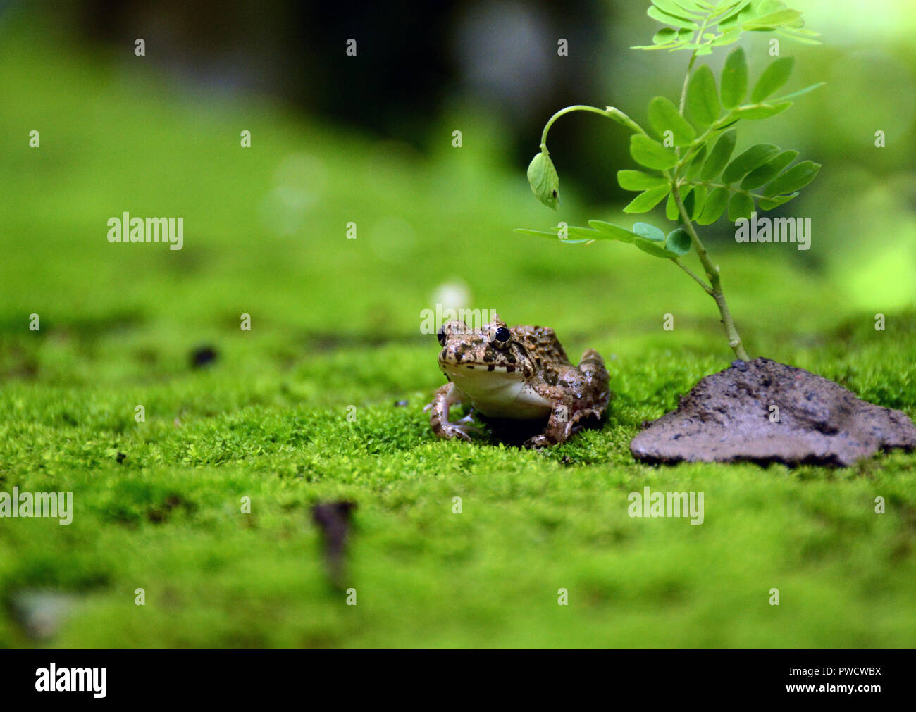 Beauty Of Frog Stock Photo