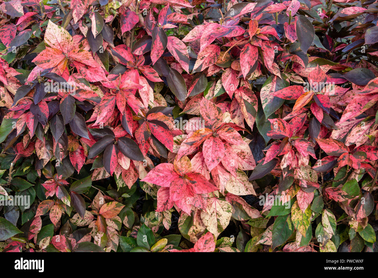 Copperleaf plant (Acalypha amentacea wilkesiana), red and green leaves - Pembroke Pines, Florida, USA Stock Photo