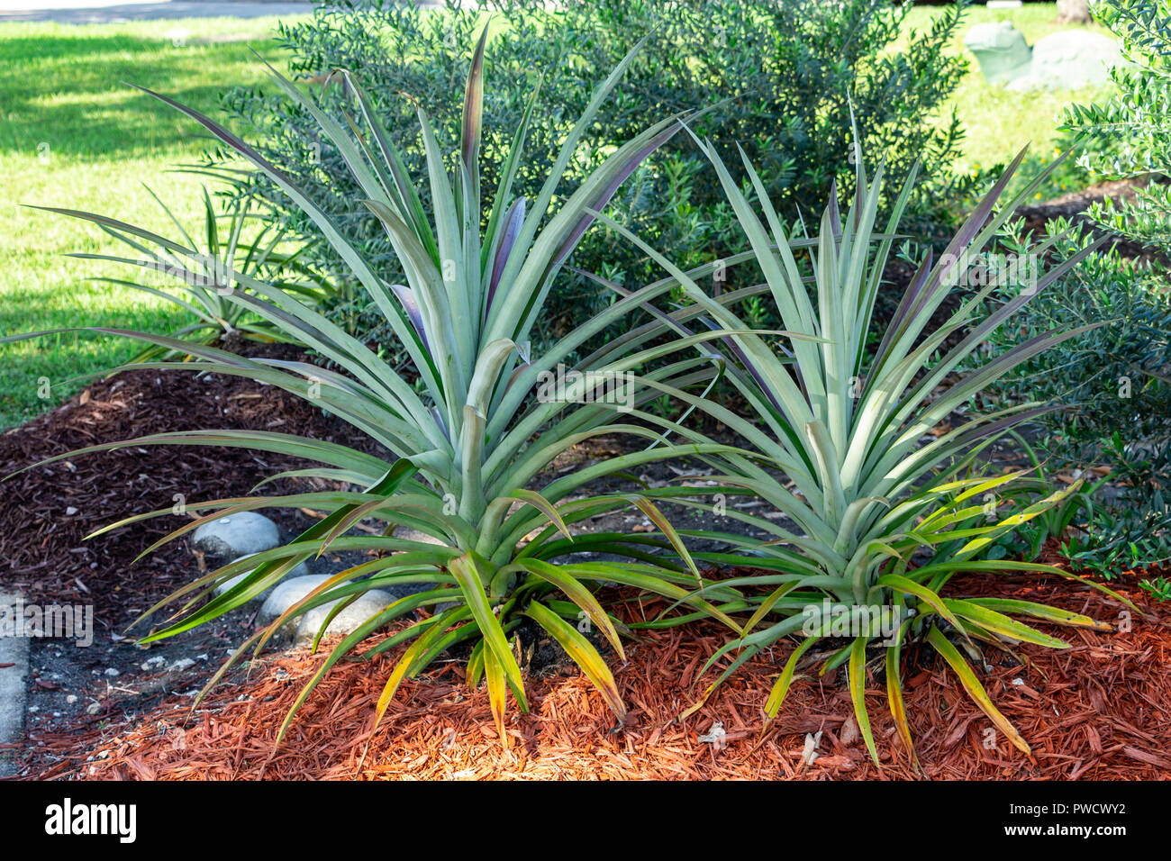 Pineapple plant pair (Ananas comosus) - Pembroke Pines, Florida, USA Stock Photo