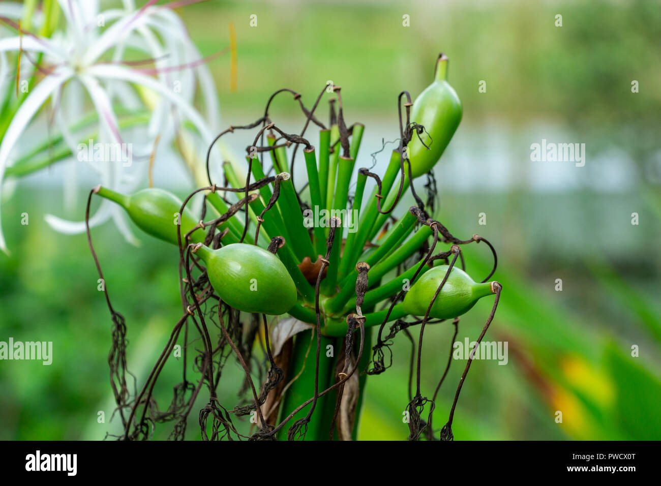 Poison Bulb a.k.a. Giant Crinum Lily (Crinum asiaticum) bulb closeup - Long Key Natural Area, Davie, Florida, USA Stock Photo