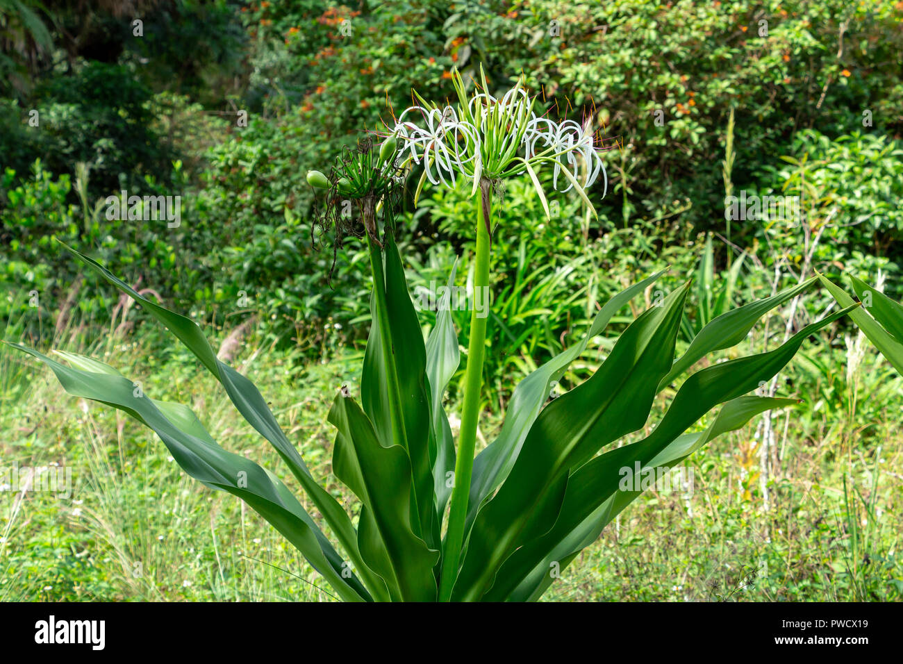 Poison Bulb a.k.a. Giant Crinum Lily (Crinum asiaticum) - Long Key Natural Area, Davie, Florida, USA Stock Photo