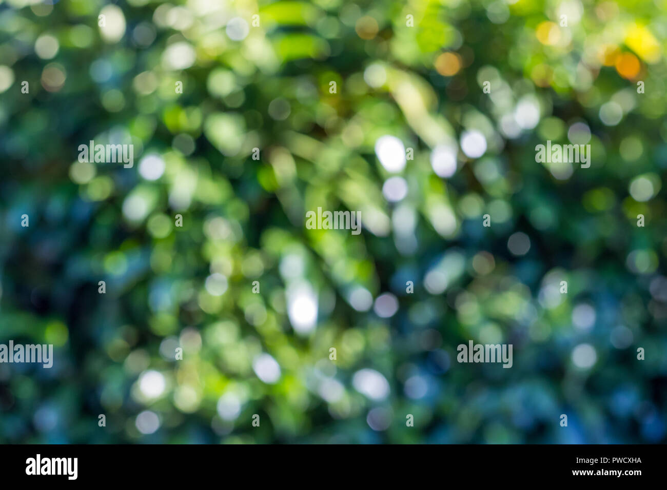 Green bokeh background in a garden, in a sunny day. green bokeh pattern, abstract texture Stock Photo