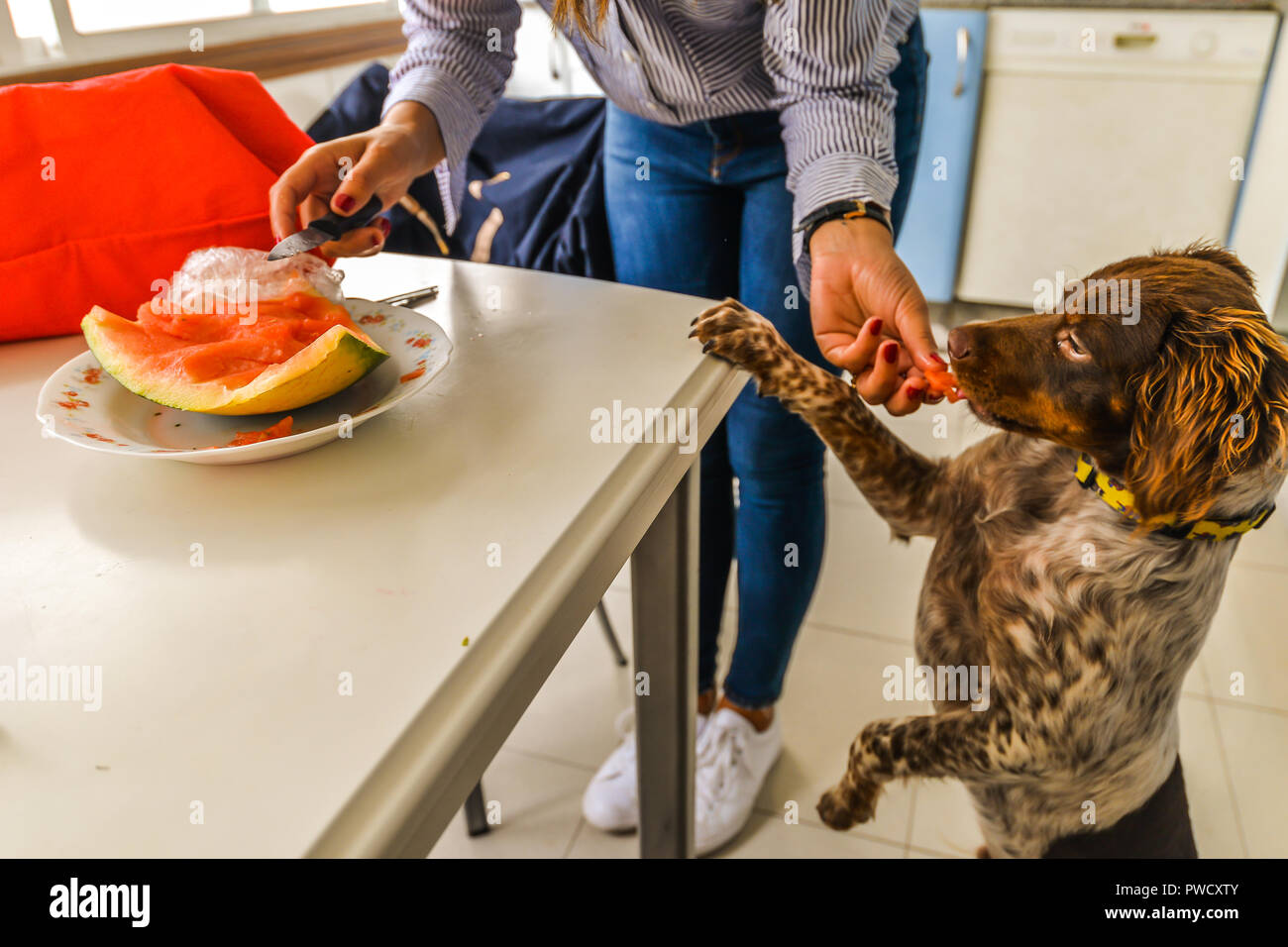 A dog eating a piece of melon Stock Photo Alamy