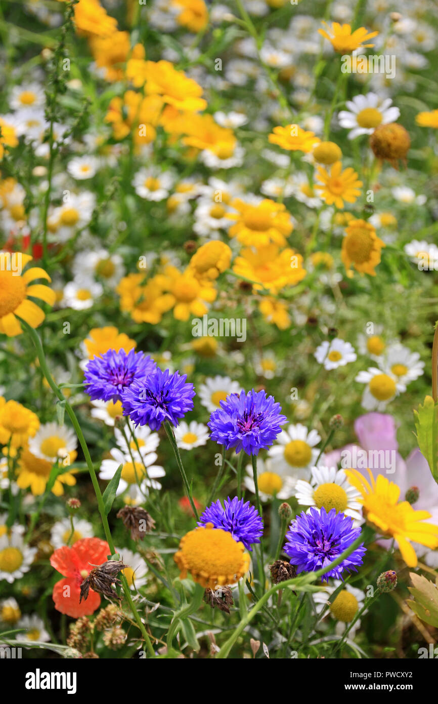 Wild flowers growing in meadow garden Stock Photo - Alamy