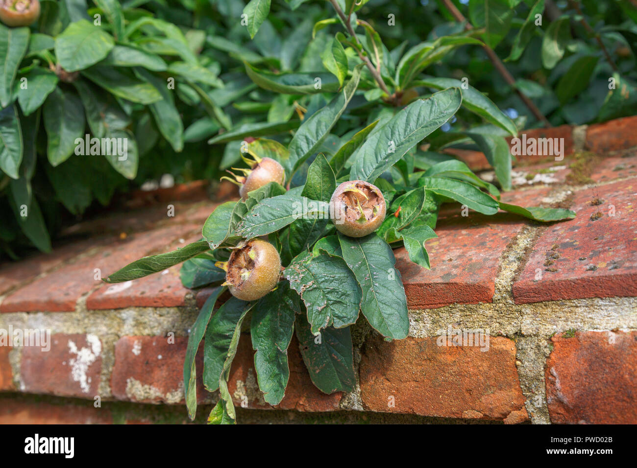 Foliage and edible fruit of Mespilus germanica, common medlar, growing over a red brick wall in autumn, Norwich, Norfolk, East Anglia, eastern England Stock Photo