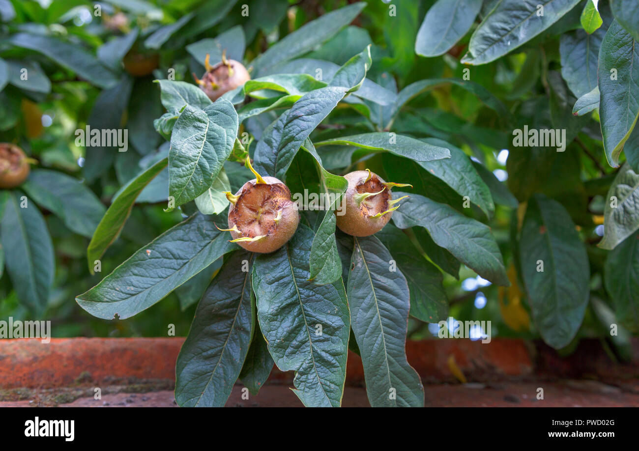 Foliage and edible fruit of Mespilus germanica, common medlar, growing over a red brick wall in autumn, Norwich, Norfolk, East Anglia, eastern England Stock Photo