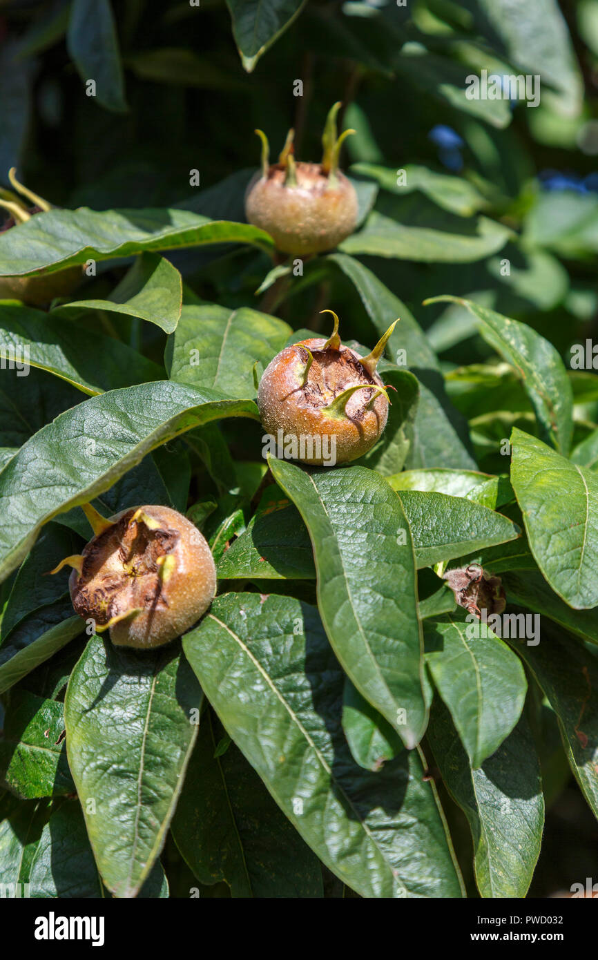 Close up view of foliage and edible fruit of Mespilus germanica, common medlar, growing in autumn, Norwich, Norfolk, East Anglia, eastern England Stock Photo