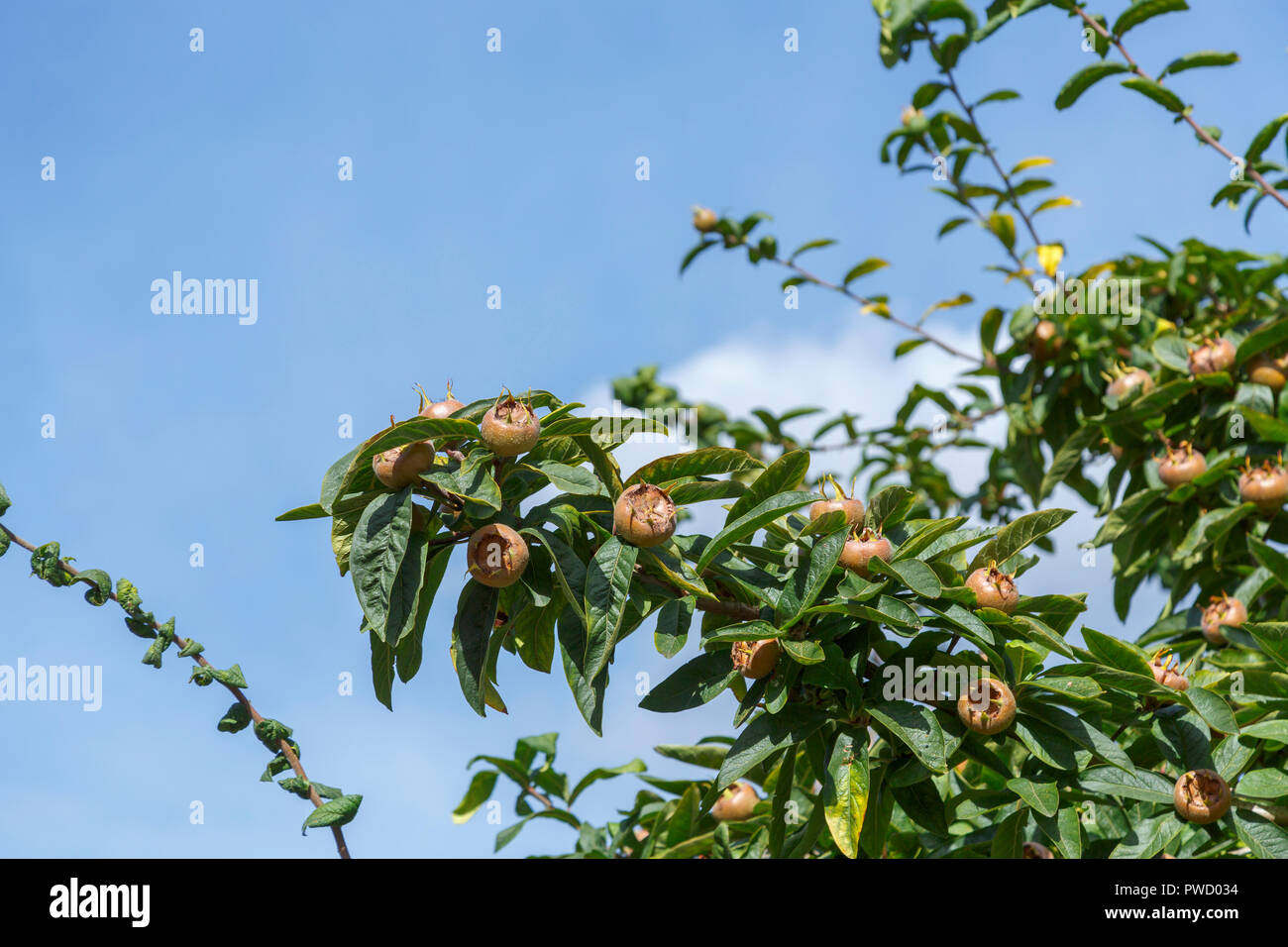 Foliage and fruit of edible Mespilus germanica, common medlar, growing in autumn against a blue sky, Norwich, Norfolk, East Anglia, eastern England Stock Photo