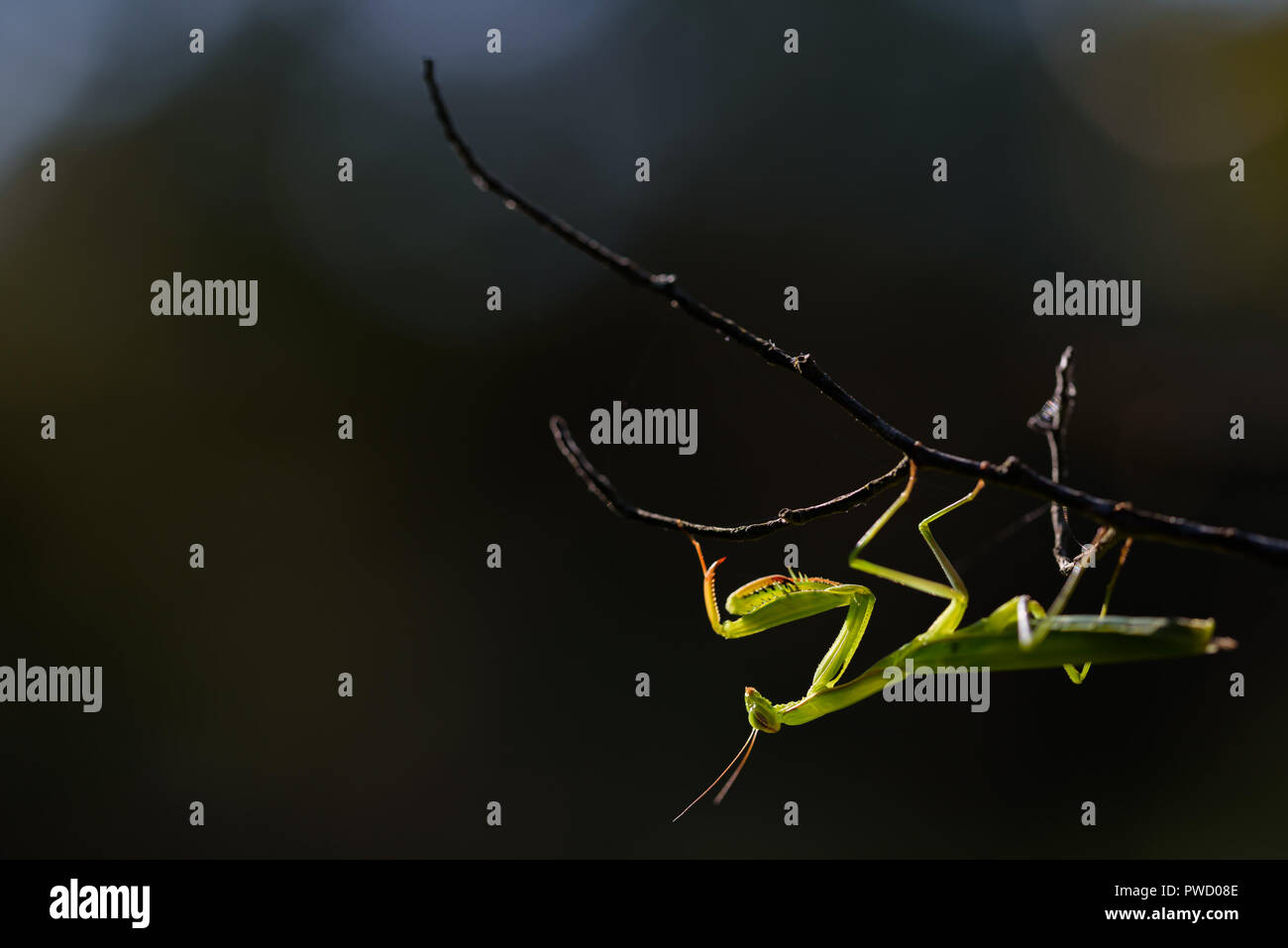 Praying mantis hanging upside down hires stock photography and images