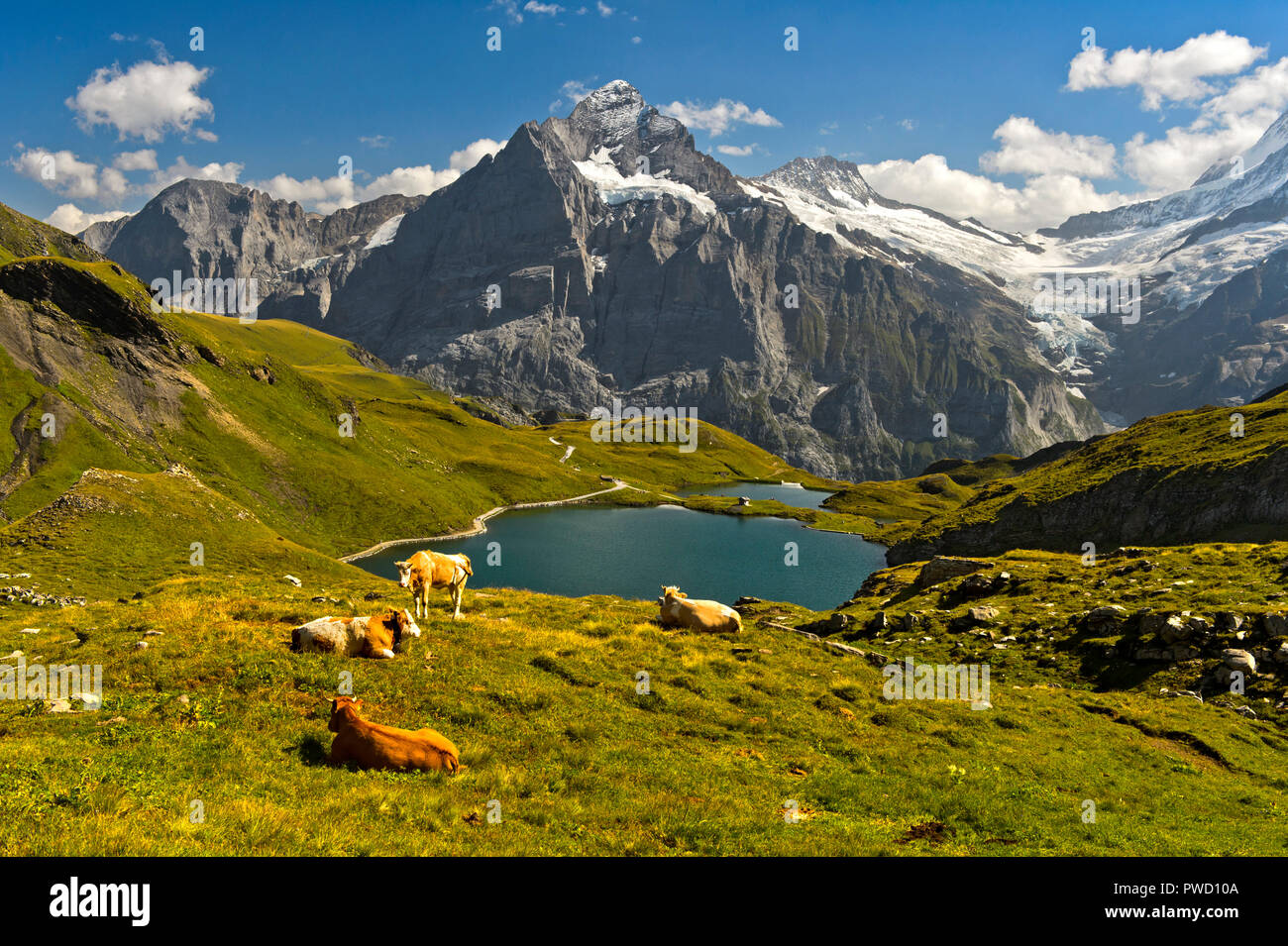 Mountain lake Bachalpsee and the peak Wetterhorn behind, Grindelwald, Bernese Oberland, Switzerland Stock Photo