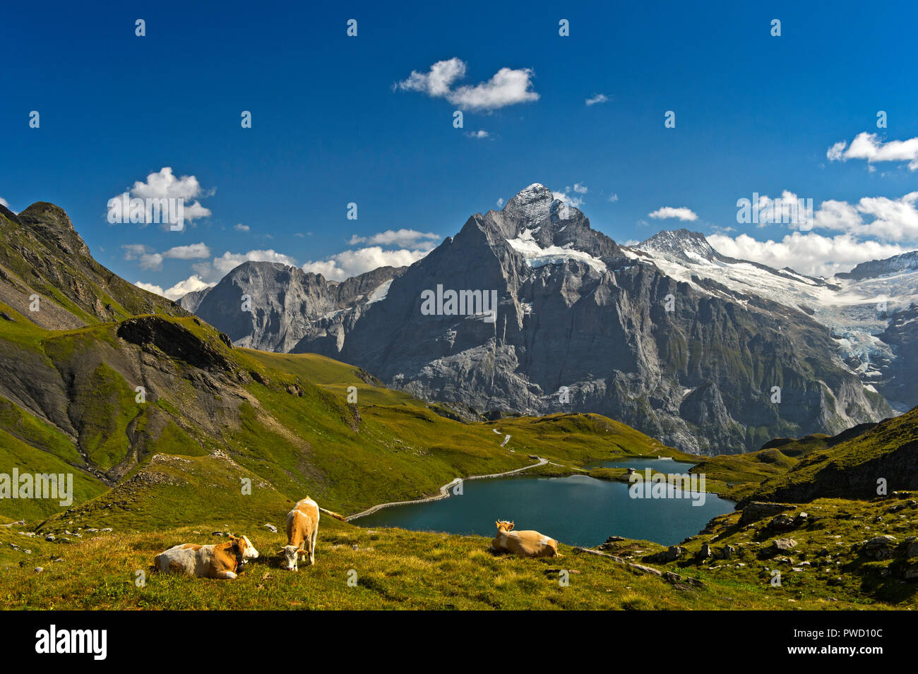 Mountain lake Bachalpsee and the peak Wetterhorn behind, Grindelwald, Bernese Oberland, Switzerland Stock Photo