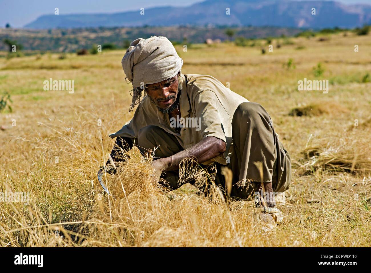 Farmers harvesting Teff (Eragrostis tef) with a sickle, Hawzien, Tigray, Ethiopia Stock Photo