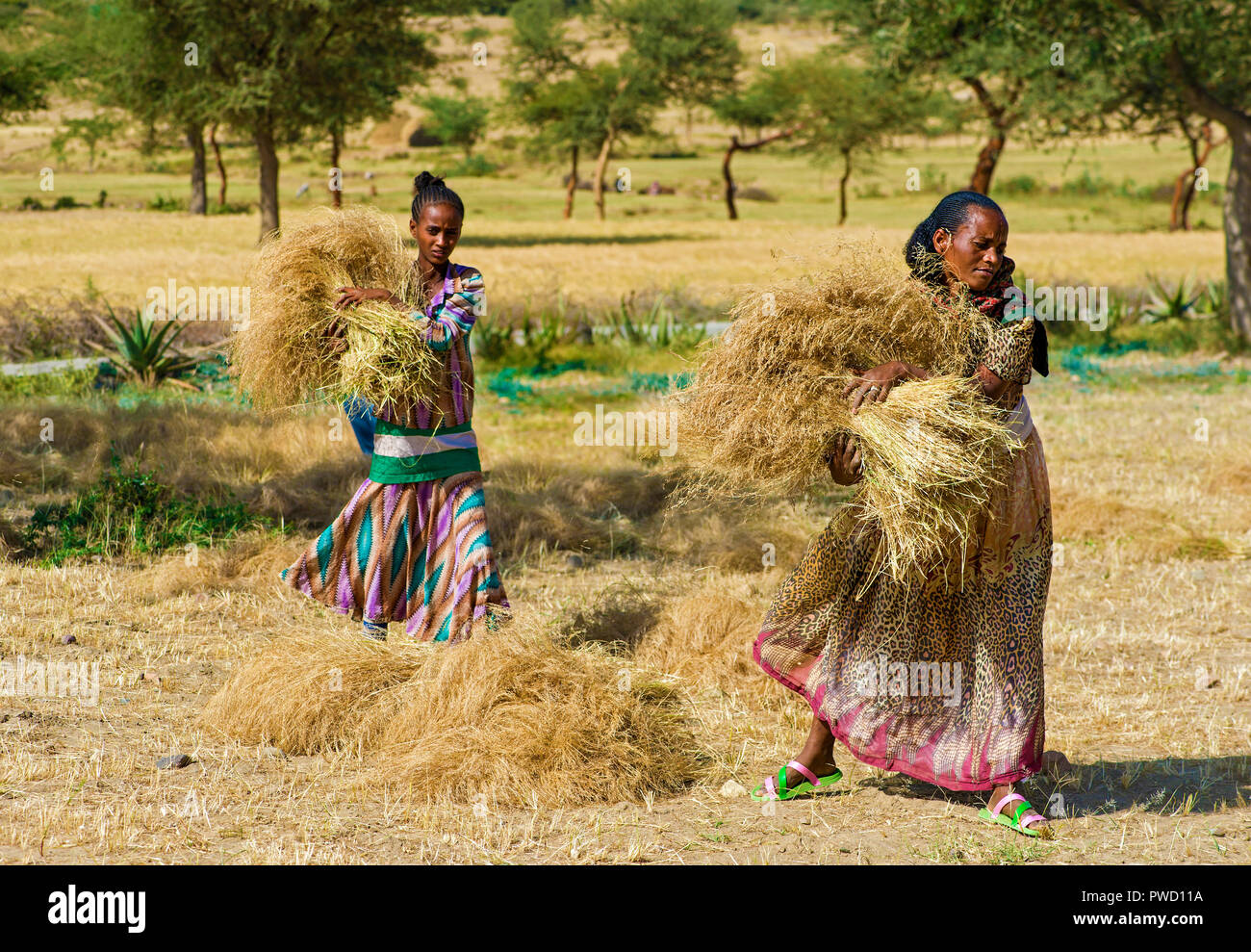 Local farmer woman collecting sheaves of Teff (Eragrostis tef) for threshing, Hawzien, Tigray, Ethiopia Stock Photo