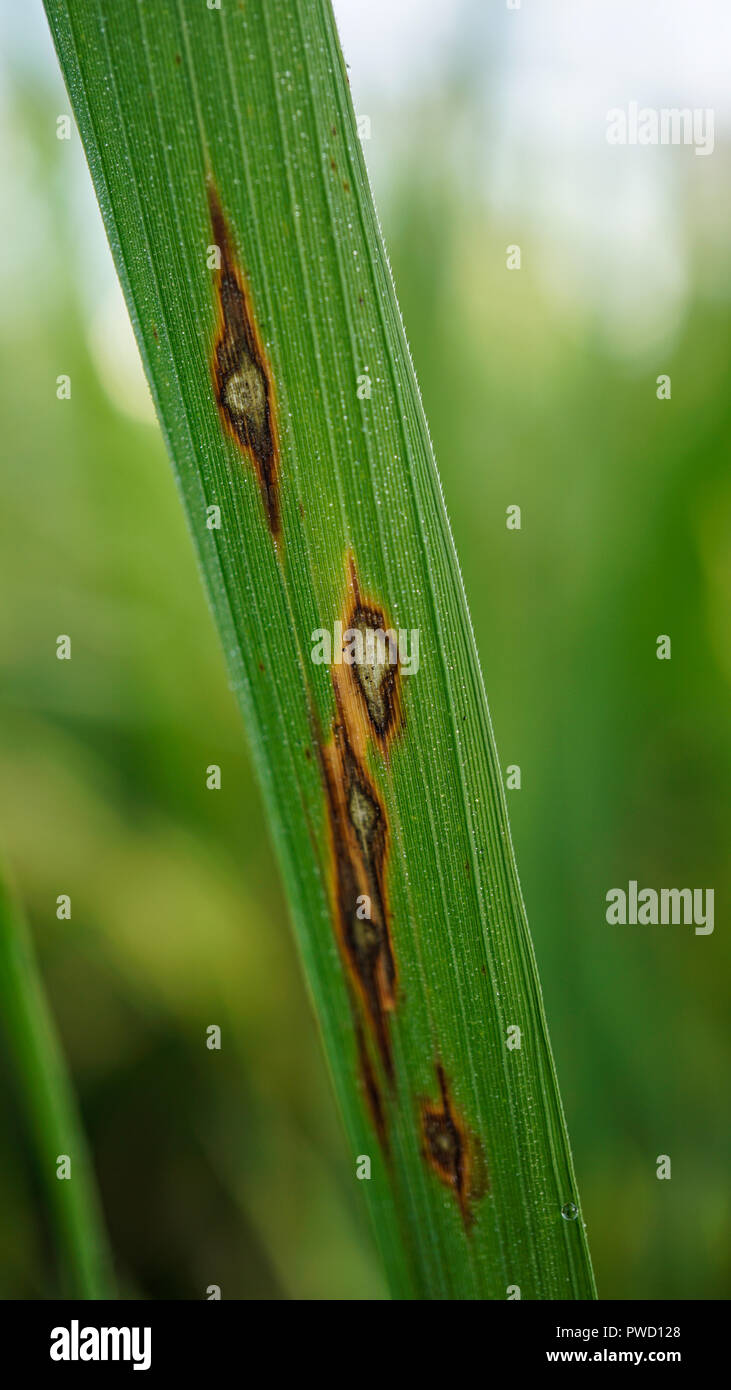 Rice Blast Leaf Symptoms Stock Photo
