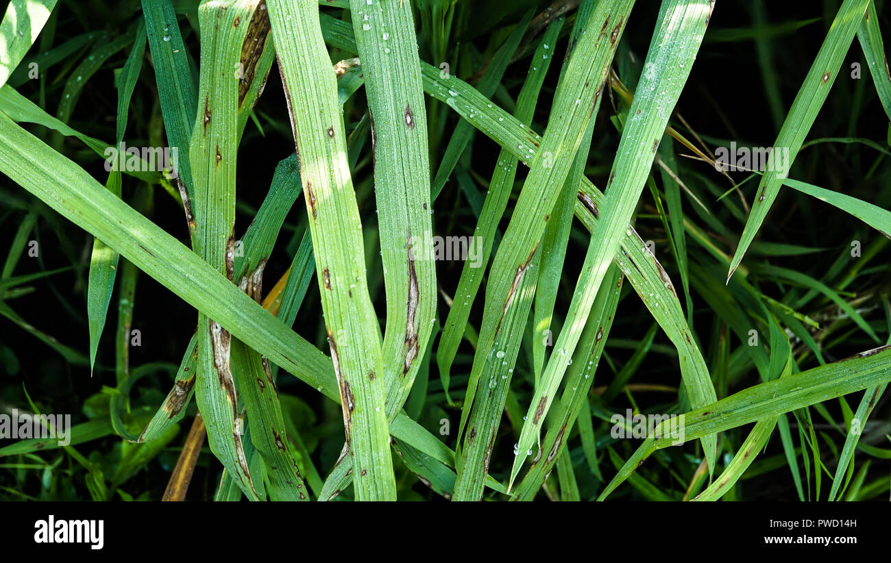 Rice Blast Leaf Symptoms Stock Photo