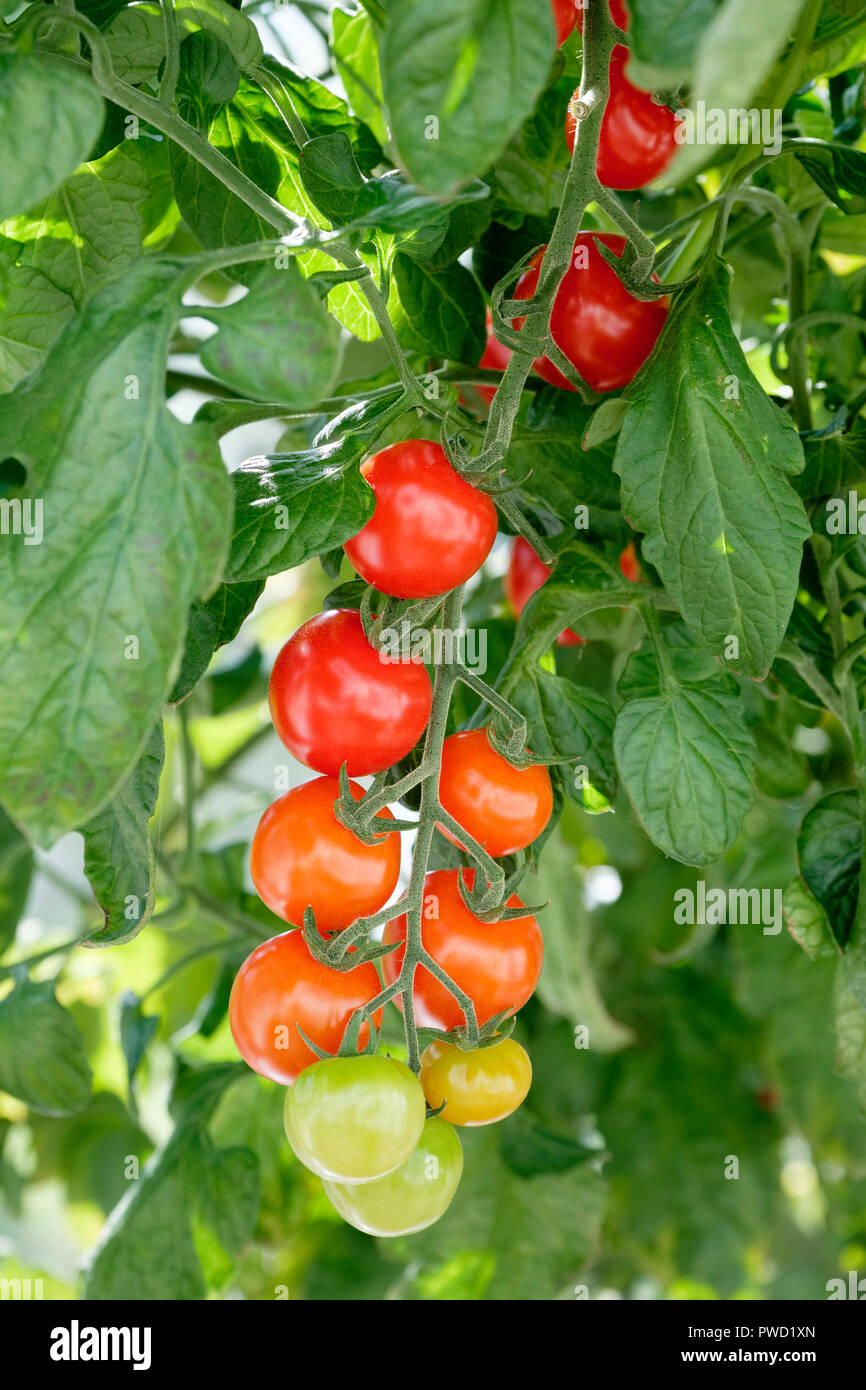 Truss of grafted Tomato Plants - F1 Sweet Petit cherry tomato (Solanum lycopersicum) Stock Photo