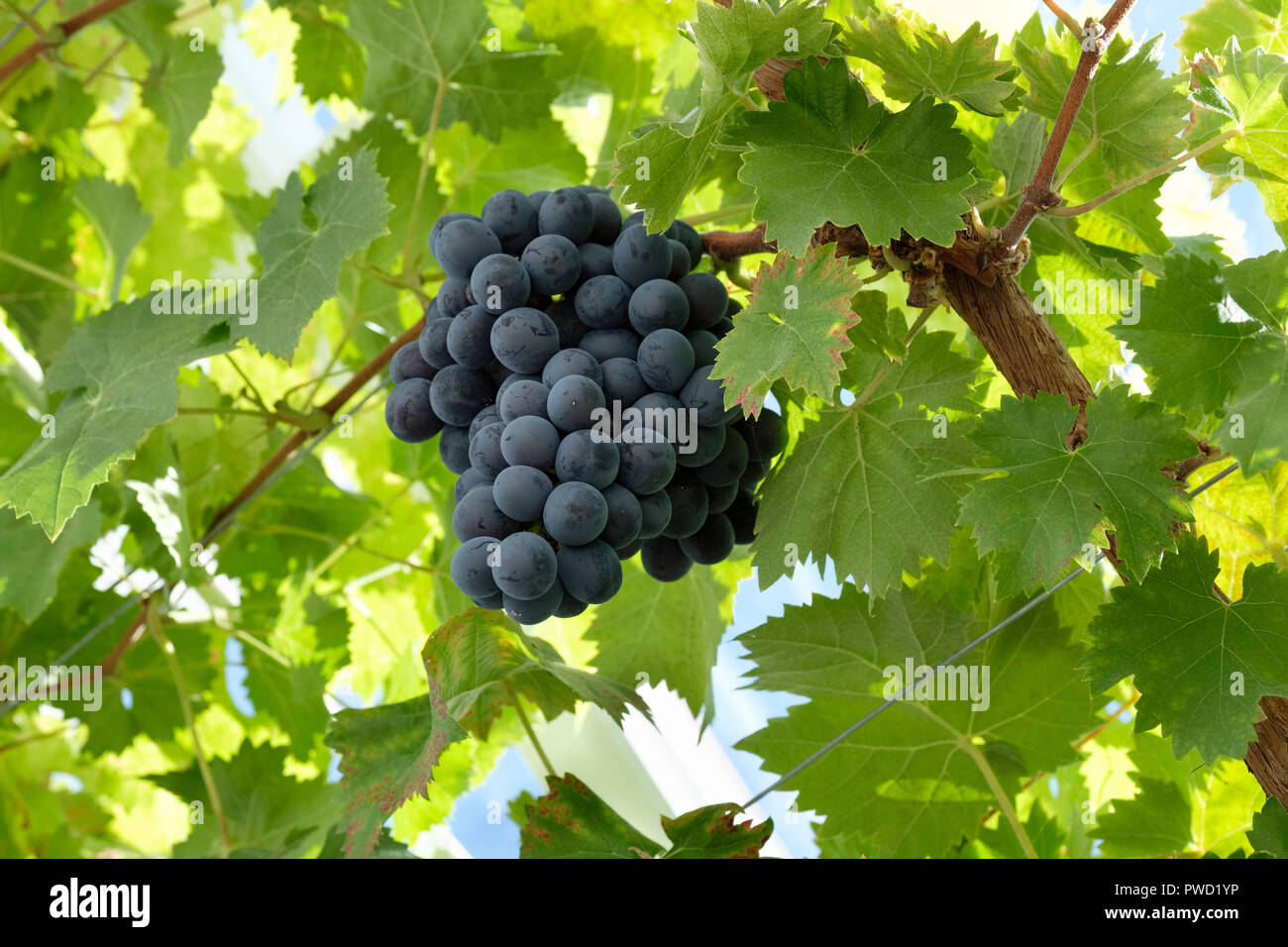 Grapevine in a greenhouse hi-res stock photography and images - Alamy