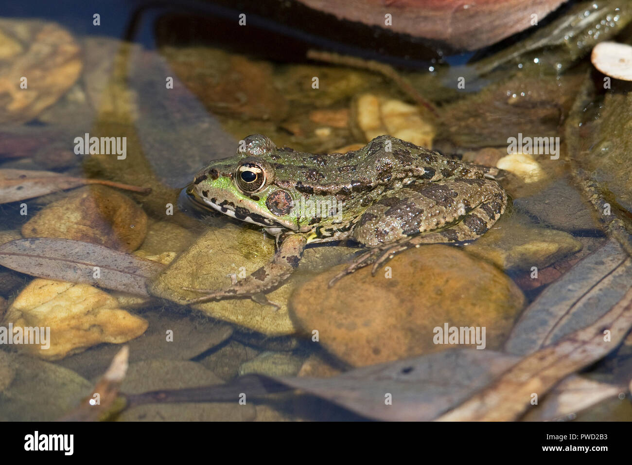 Iberian Marsh Frog (Pelophylax perezi) Stock Photo