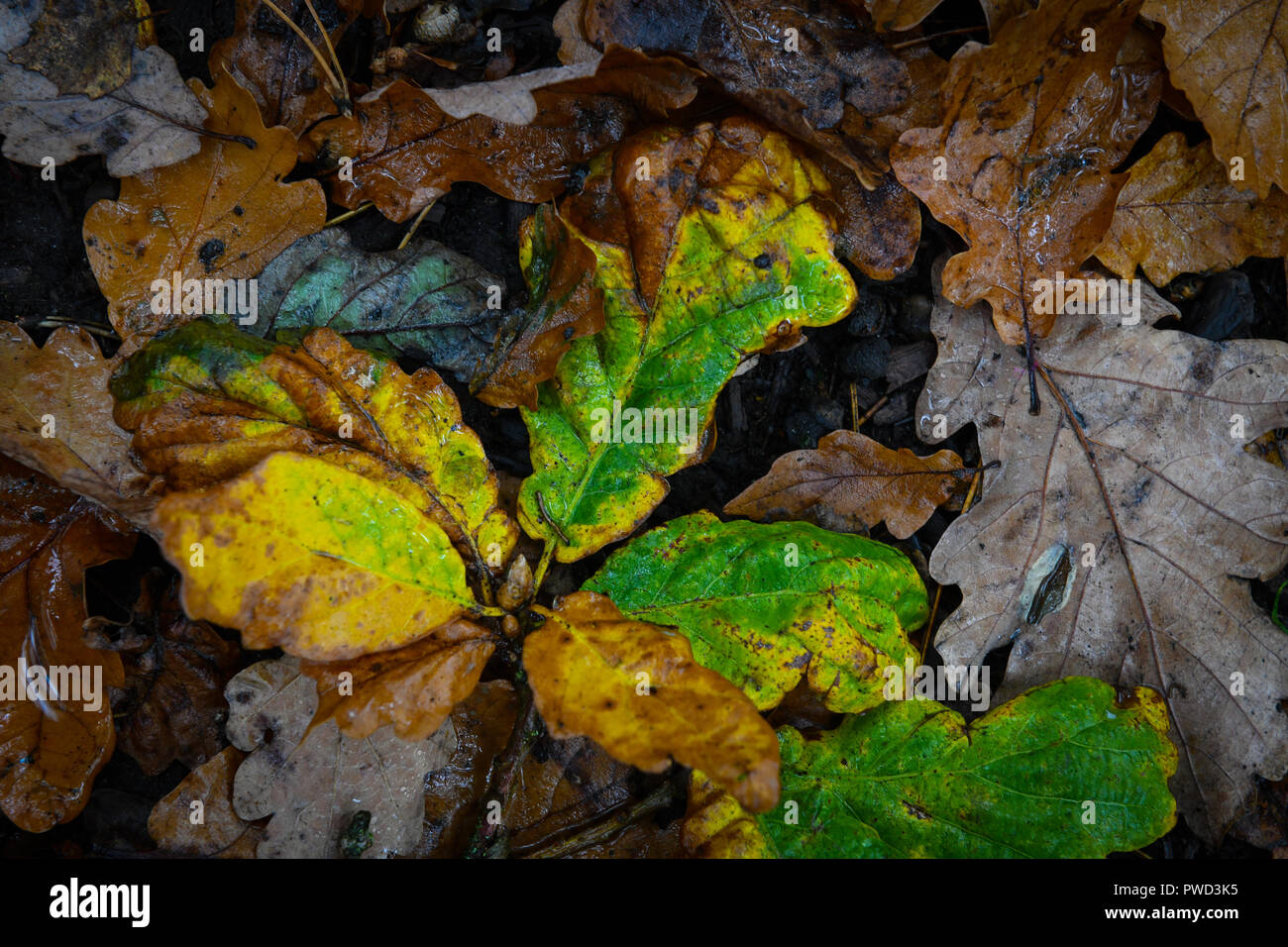 Image of oak tree hi-res stock photography and images - Alamy