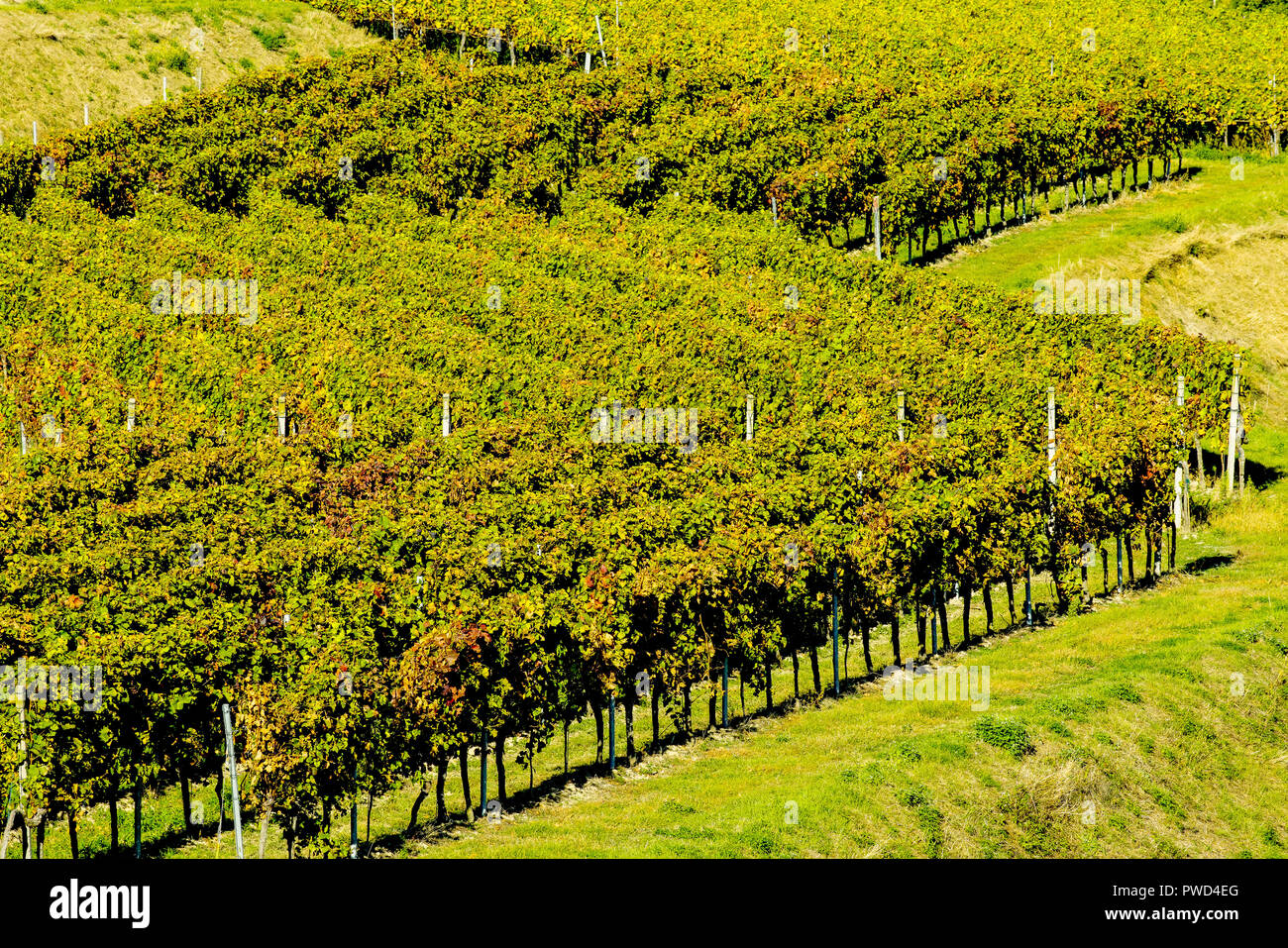 Picturesque terraced field vineyards in autumn colors in Endingen am Kaiserstuhl, Germany. Stock Photo