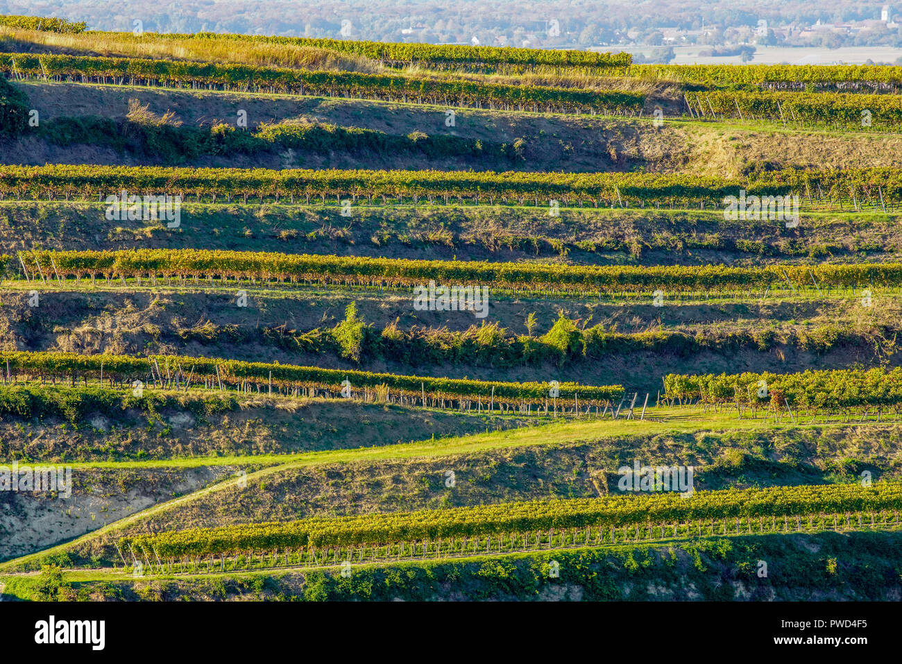 Picturesque terraced field vineyards in autumn colors in Endingen am Kaiserstuhl, Germany. Stock Photo