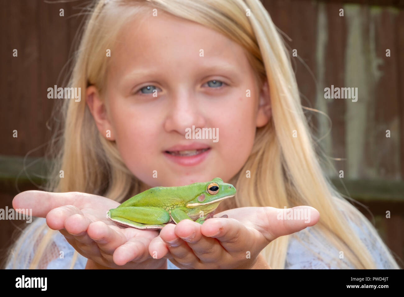 Pre teen caucasian girl holding a white lipped tree frog in her hands Stock Photo