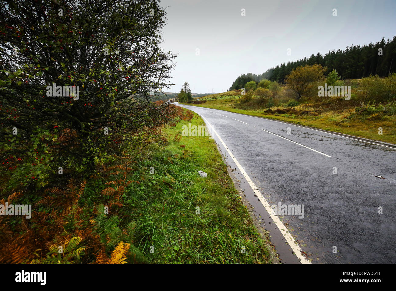 Image of damp road leading to left hand side with tree in foreground Stock Photo