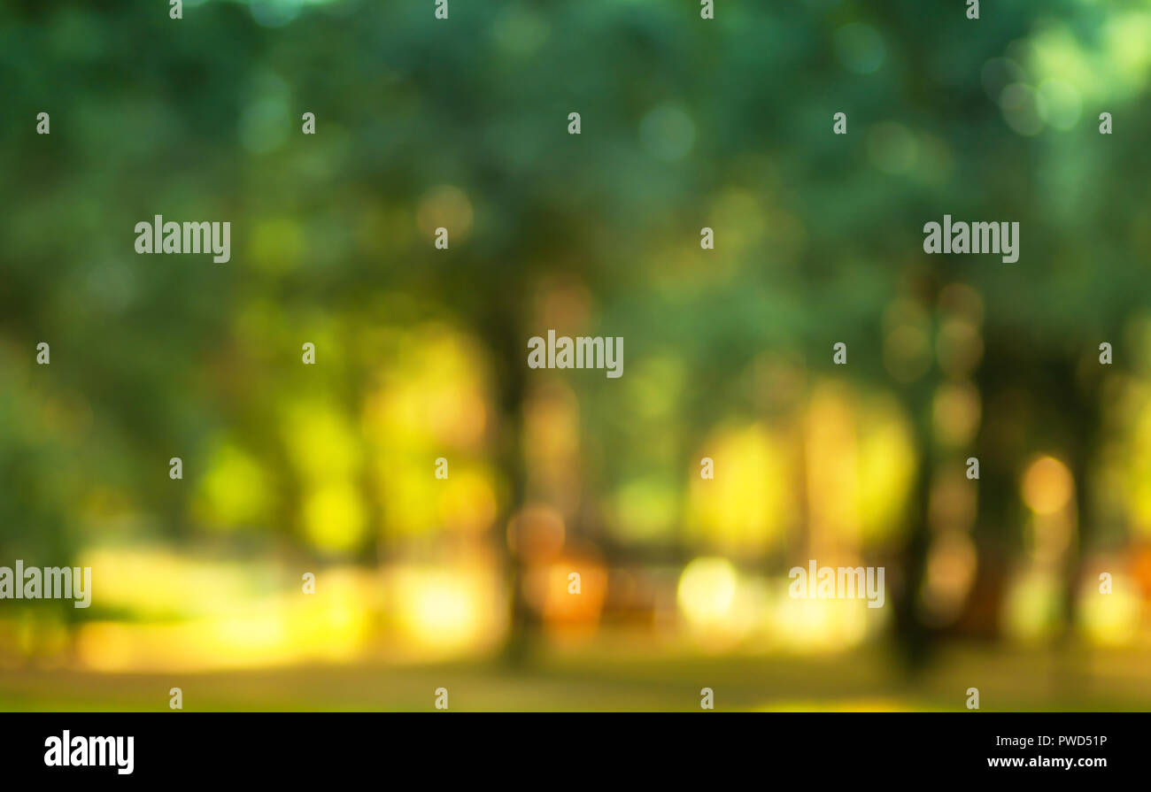 Blurry nature wallpaper. Forest bokeh background. Green defocused backdrop for design Stock