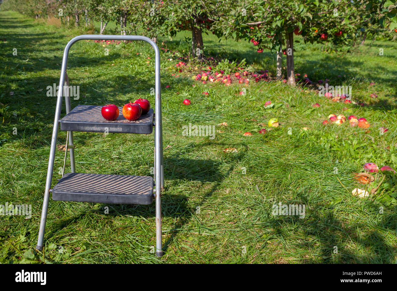 Hamilton, CANADA - October 14, 2018: Ripe  apples on trees in orchard ready for picking at farmer market in autumn Stock Photo