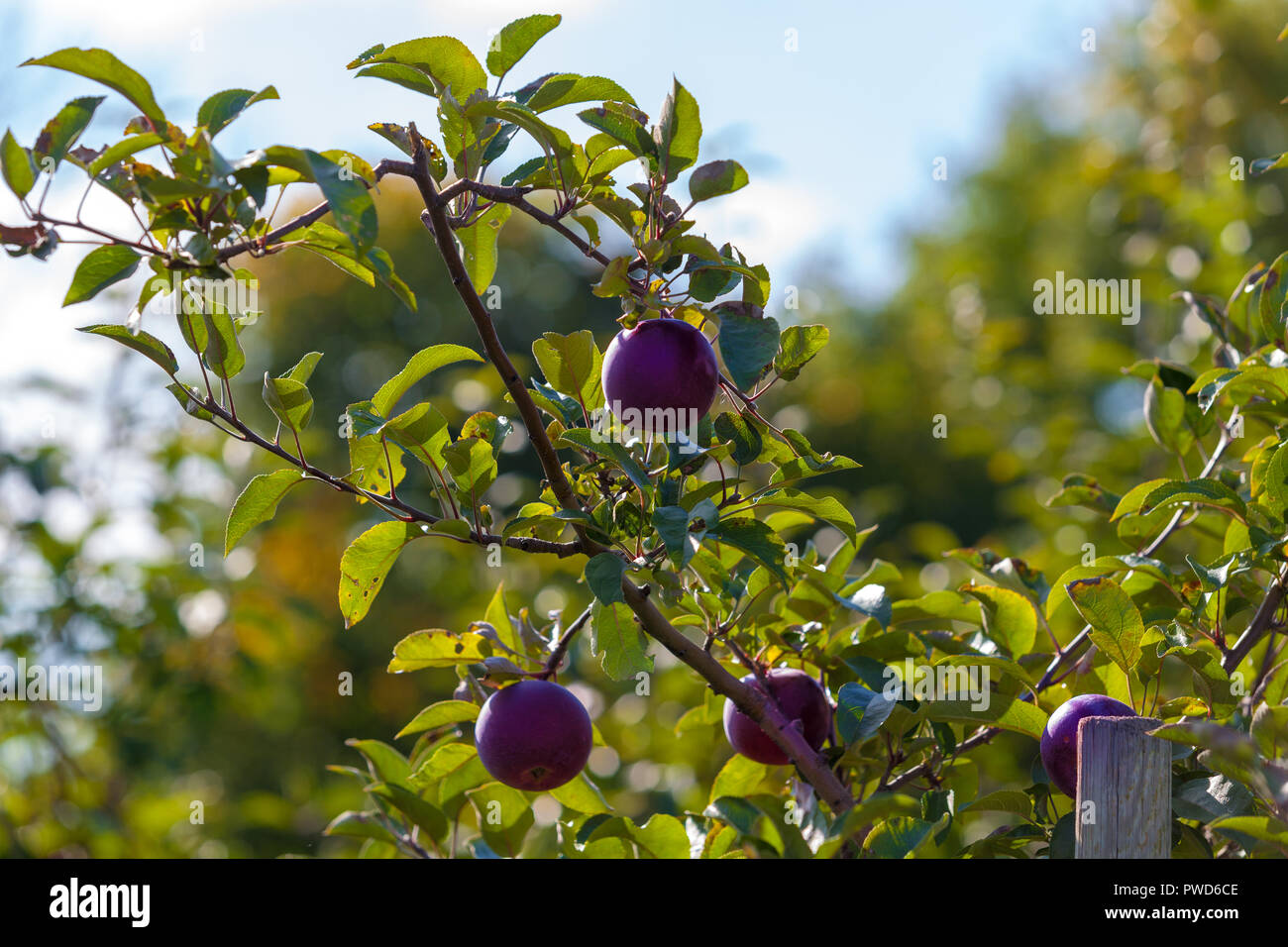 Hamilton, CANADA - October 14, 2018: Ripe  apples on trees in orchard ready for picking at farmer market in autumn Stock Photo