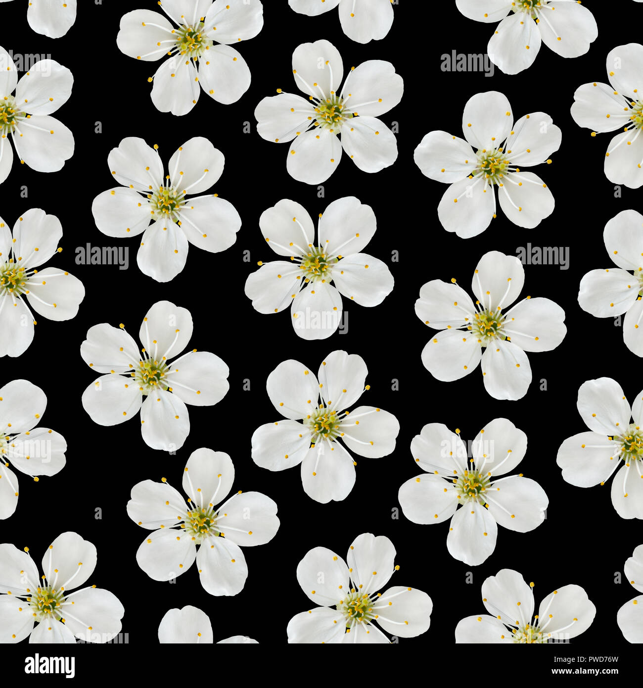 Seamless pattern. White cherry flowers on a black background. Stock Photo