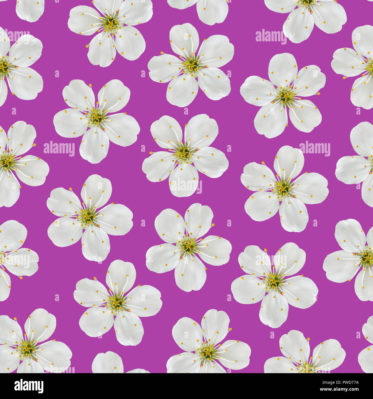Seamless pattern. White cherry flowers on a pink background. Stock Photo
