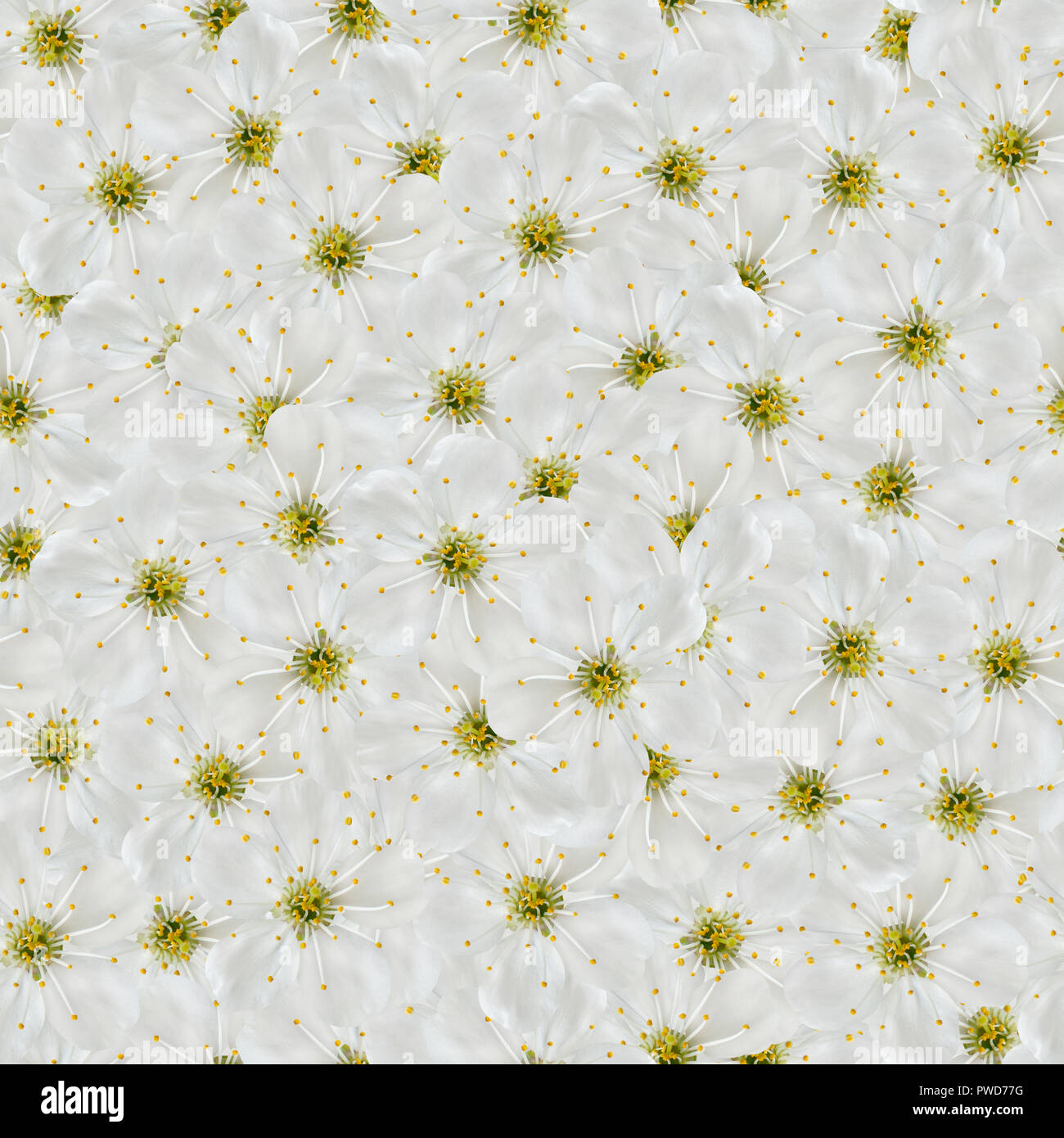Seamless pattern. White cherry flowers. Stock Photo