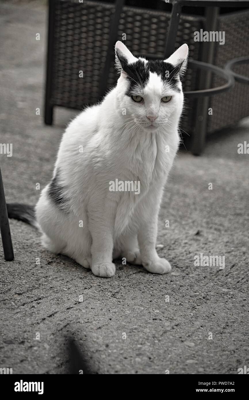 A white cat with black spots hangs out on the patio outside Stock Photo