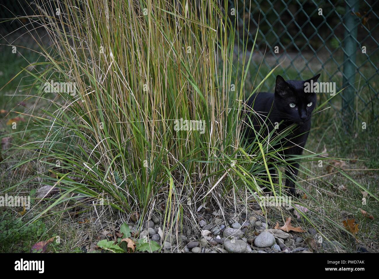 Black cat hangs out next to a bush he's snacking on Stock Photo - Alamy