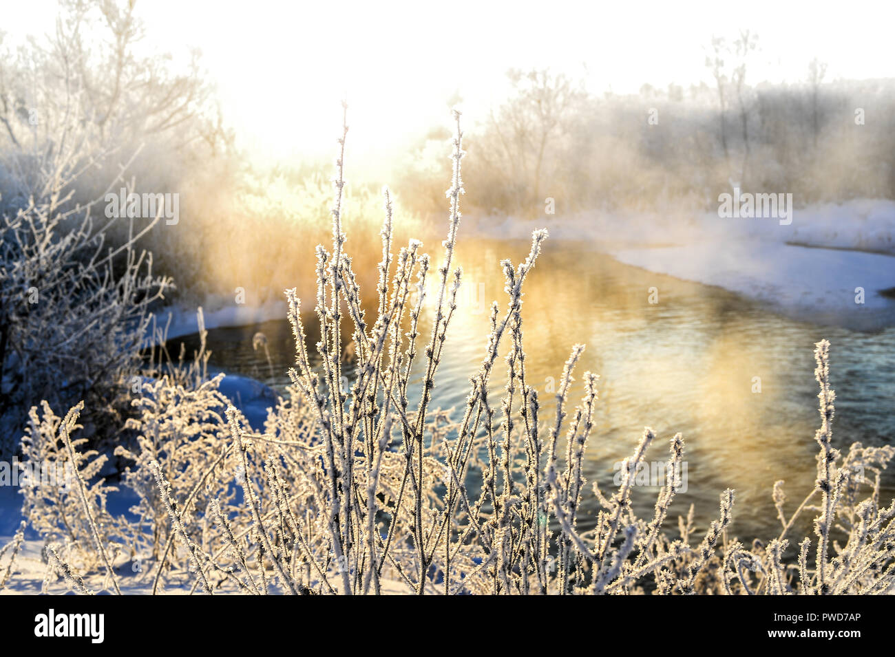 Winter sunny landscape with river and forest Stock Photo - Alamy